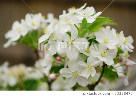 Hymelingo花 Hymelingo花 33358473