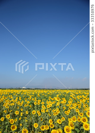 Sunflower flower coloring Michi-no-Eki "Sasaoka Bay Farm" Sunflower flower coloring Michi-no-Eki "Sasaoka Bay Farm" 33358976