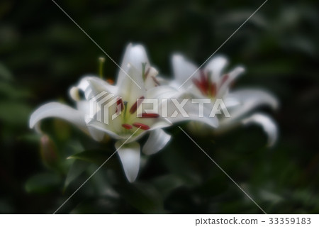 Lily flower 33359183