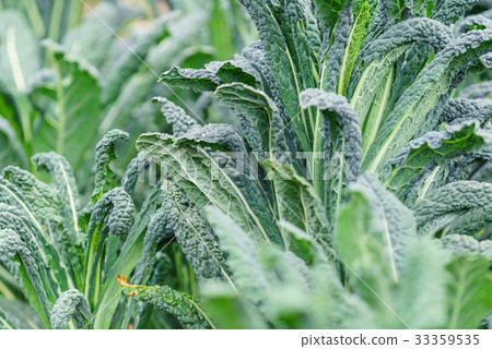 kale in the field kale in the field 33359535