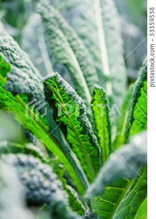 kale in the field 33359538