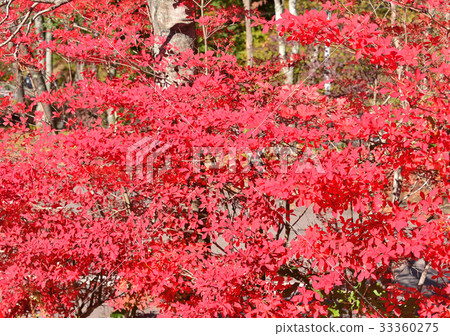 Doutantsuji-27807 Doutantsuji-27807 33360275