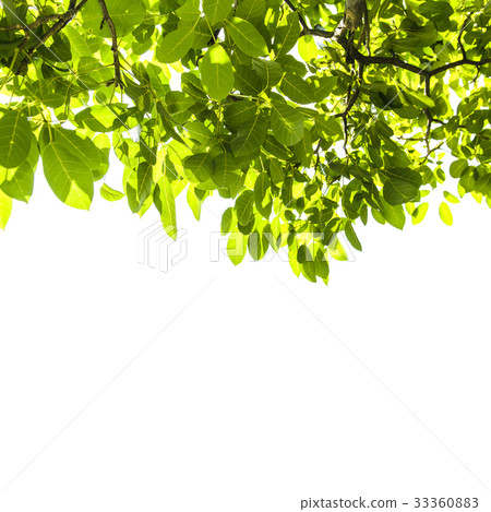 Green leaf background Green leaf background 33360883