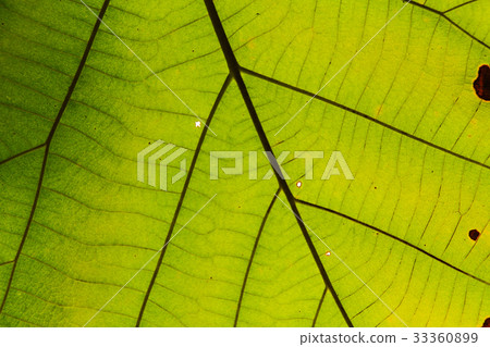 Green leaf texture 33360899