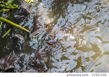 Crowd of catfish and sawai in the aqua water 33361349