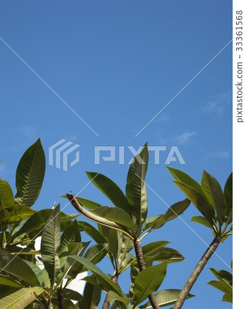 枝芽綠葉 33361568