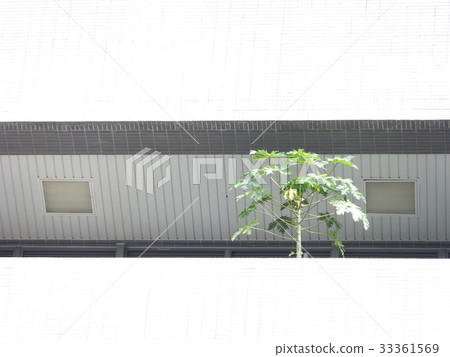 某一小角的自然 33361569