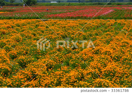 這個罌粟節＃1 33361786