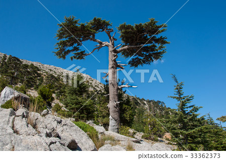 Turkish cedar or Taurus cedar (Cedrus libani) Turkish cedar or Taurus cedar (Cedrus libani) 33362373