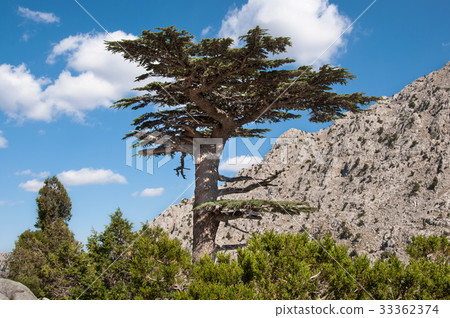 Turkish cedar or Taurus cedar (Cedrus libani)  33362374