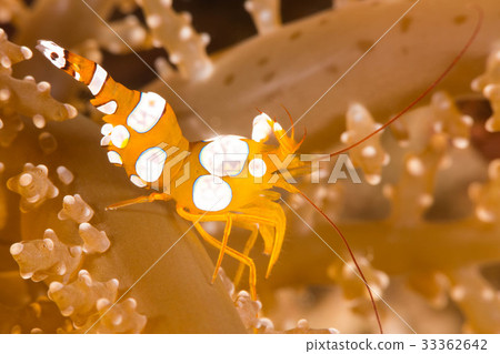 Sea anemone fish Sea anemone fish 33362642