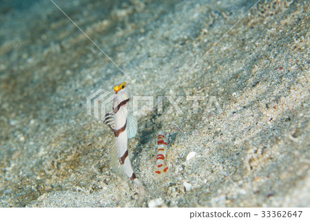 穿線弓 穿線弓 33362647