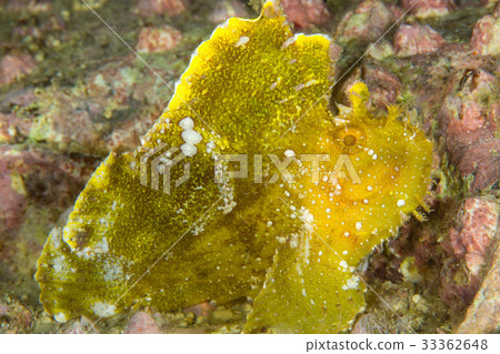 Hadaka Haokoze Hadaka Haokoze 33362648