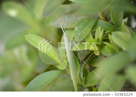 顯示Ryo Batter Modoki（女） 33363224