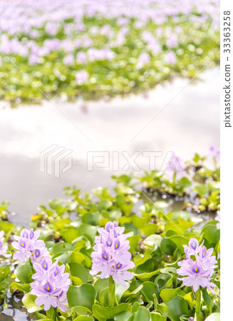 這個藥師師的廢墟 這個藥師師的廢墟 33363258