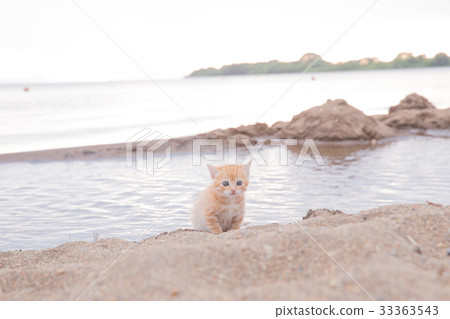 kitten kitten 33363543