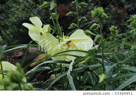 花語是“有序的愛”花秋葵 花語是“有序的愛”花秋葵 33364951