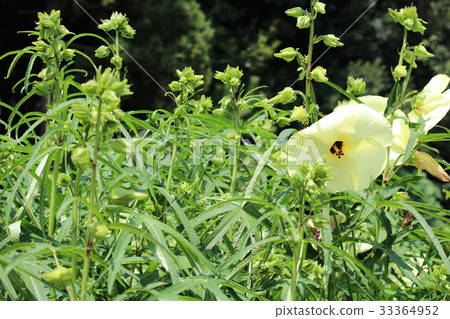 Flower language is "orderly love" flower okra Flower language is "orderly love" flower okra 33364952
