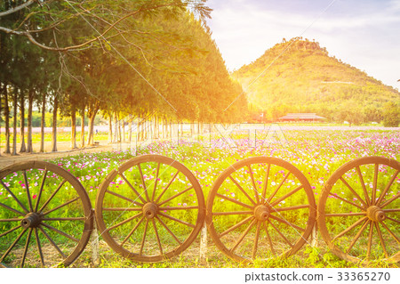 Beautiful view of pink cosmos field with wheel Beautiful view of pink cosmos field with wheel 33365270