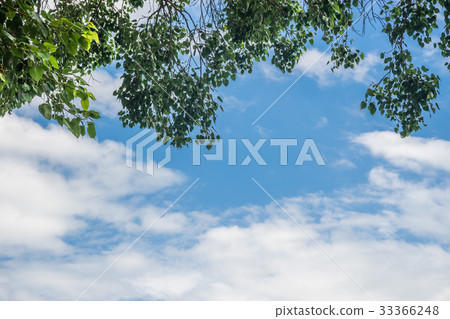 Clear blue sky with Bothi tree 33366248