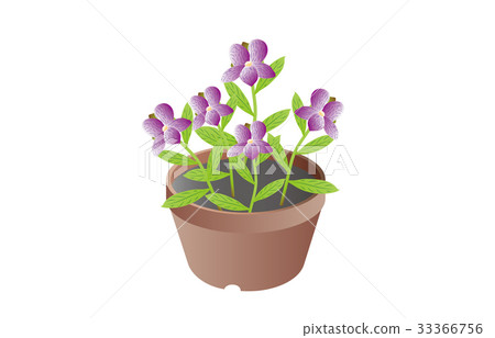 Spring feature violet 33366756