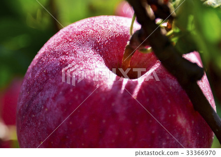 Apples, Boeun-gun, Chungbuk, Korea 33366970