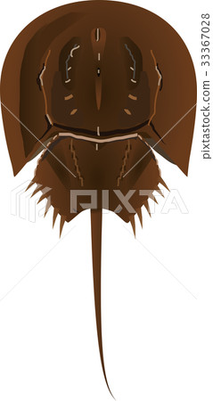 Horseshoe crab 33367028