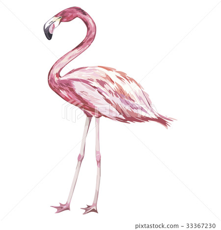 Pink flamingo watercolor illustration isolated on 33367230