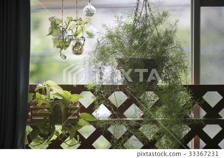 Planter decoration of the room 33367231