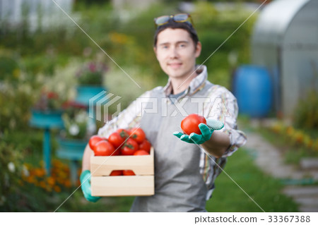 Happy brunette farmer with tomato Happy brunette farmer with tomato 33367388