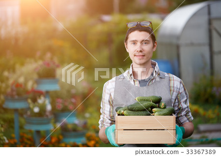 Farmer with box of cucumbers Farmer with box of cucumbers 33367389