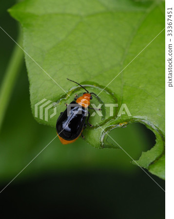 Black clams Black clams 33367451