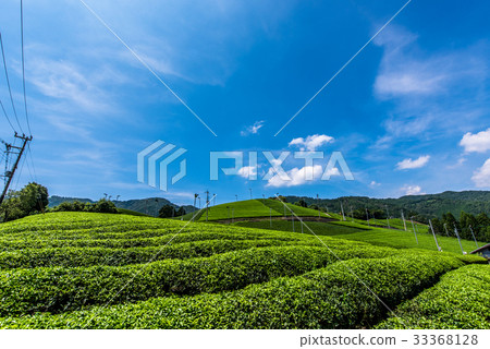 Chabat Kyoto Wazu-cho Uji tea Blue sky 33368128