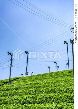 Chabat Kyoto Wazu-cho Uji tea Blue sky 33368135