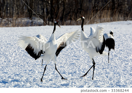 蔓越莓舞 33368244