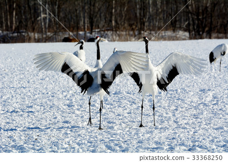 Dance of cranberries 33368250