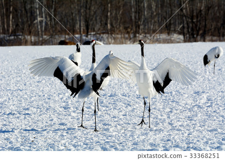 Dance of cranberries Dance of cranberries 33368251