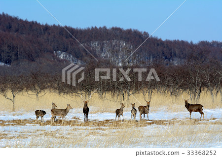 Ezoshika of Kushiro Marsh 33368252