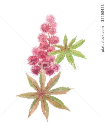 Togoma Tang sesame 33368438