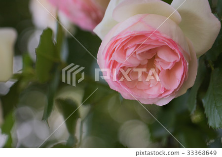 Landscape of the English garden with roses Landscape of the English garden with roses 33368649