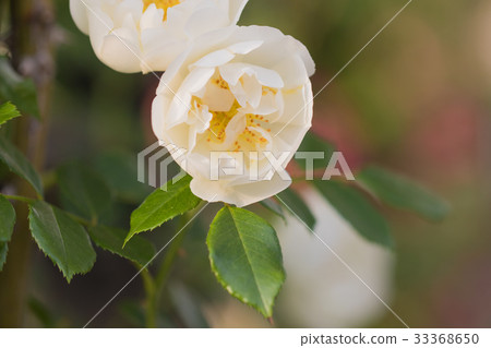 Landscape of the English garden with roses Landscape of the English garden with roses 33368650