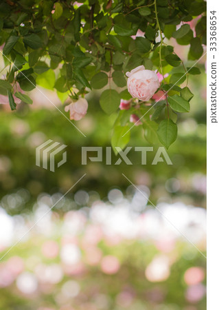 Landscape of the English garden with roses 33368654