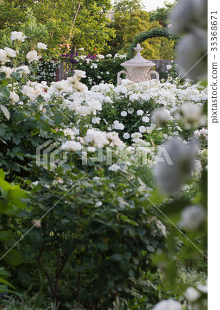 英國庭院的風景有玫瑰的 33368671