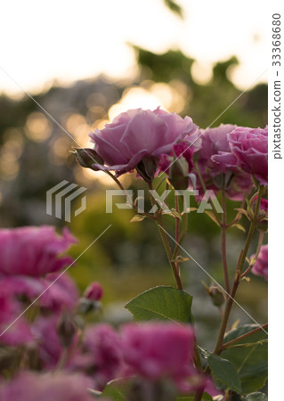 英國庭院的風景有玫瑰的 33368680