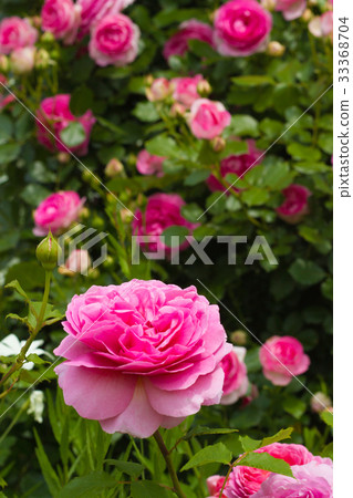 英國庭院的風景有玫瑰的 33368704
