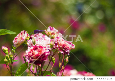Landscape of the English garden with roses 33368706