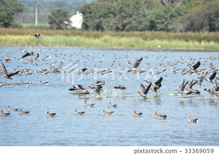 Magan (Hokkaido) flying off from Miyajimanuma 33369059