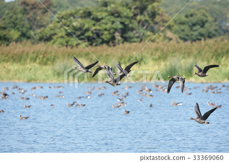 Magan (Hokkaido) flying off from Miyajimanuma 33369060