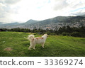 Dog overlooking the city 33369274