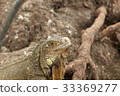 iguana 33369277